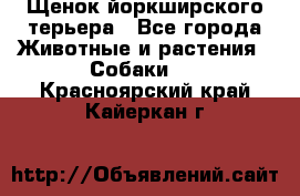 Щенок йоркширского терьера - Все города Животные и растения » Собаки   . Красноярский край,Кайеркан г.